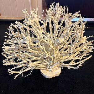 Elegant Cream Coral Decor Piece